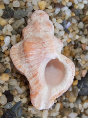 Chicoreus denudatus