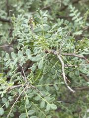 Pachycormus discolor