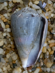 Conus papilliferus