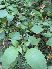 Solanum douglasii