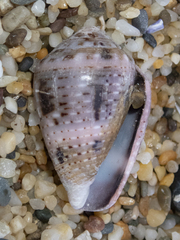 Conus coronatus