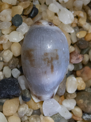 Purpuradusta gracilis