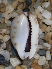 Purpuradusta gracilis