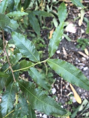 Ochna serrulata