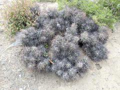 Corynopuntia invicta