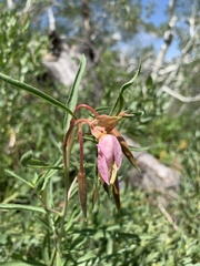 Oenothera nuttallii