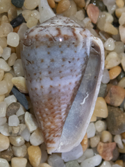 Conus aplustre