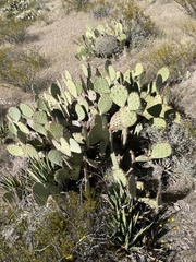 Opuntia engelmannii