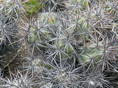 Corynopuntia invicta