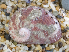 Haliotis coccoradiata