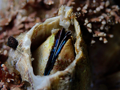 Austromegabalanus nigrescens