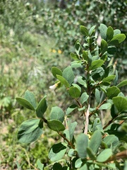 Symphoricarpos rotundifolius