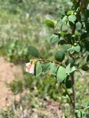Symphoricarpos rotundifolius
