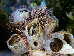 Austromegabalanus nigrescens