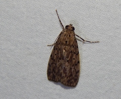 Sommeria meridionalis