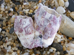 Megabalanus tintinnabulum