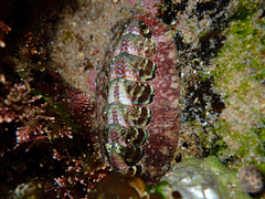 Onithochiton quercinus