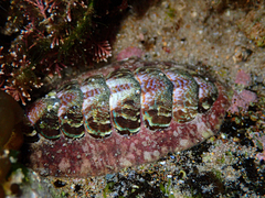 Onithochiton quercinus
