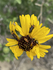 Encelia palmeri