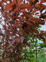 Prunus cerasifera pissardii