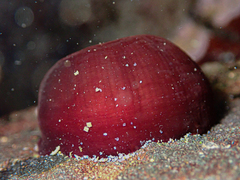 Actinia tenebrosa