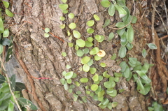 Pyrrosia eleagnifolia
