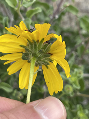 Encelia palmeri