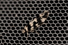 Lichenaula melanoleuca