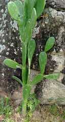 Opuntia stricta