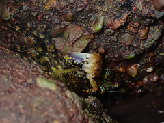 Leptograpsus variegatus