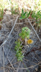 Galium tomentosum