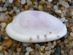 Talostolida pellucens