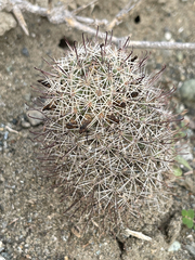 Mammillaria hutchisoniana