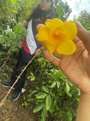 Cochlospermum vitifolium