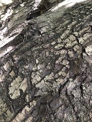 Platylophus trifoliatus