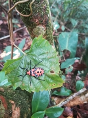 Sephina
