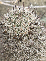 Mammillaria hutchisoniana