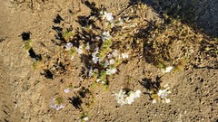 Leptosiphon grandiflorus