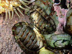 Sypharochiton pelliserpentis
