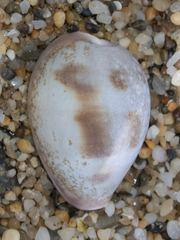 Erronea subviridis