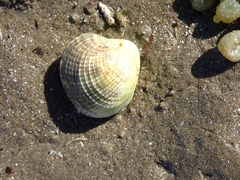 Austrovenus stutchburyi