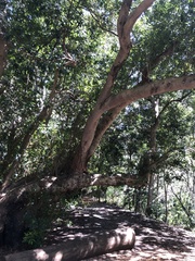 Platylophus trifoliatus