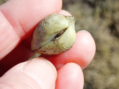 Austrovenus stutchburyi