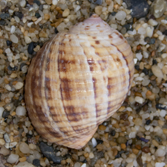 Tonna tankervillii