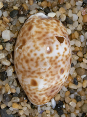 Lyncina lynx
