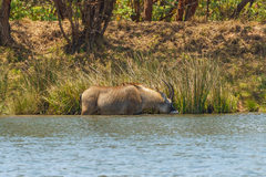 Hippotragus equinus equinus