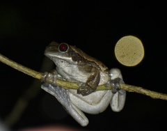Trachycephalus typhonius