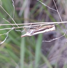Orocrambus flexuosellus