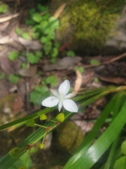 Libertia paniculata