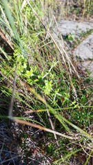 Galium tomentosum